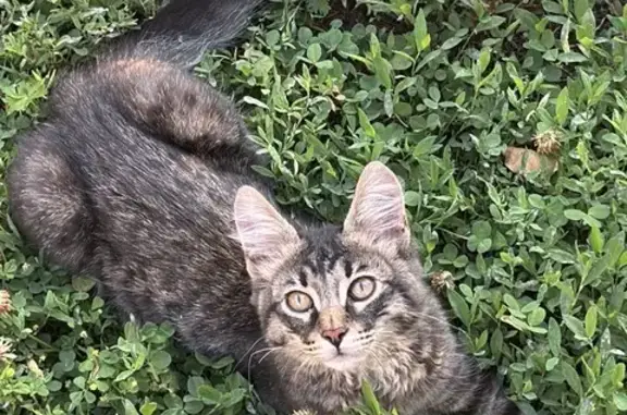 Найденные животные Казань, фото: Кошка найдена в сквере на ул. Кутуя, Казань