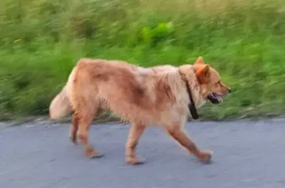 Найдена собака, Тульская область, фото: Найдена собака в Демидовском, Тульская обл.