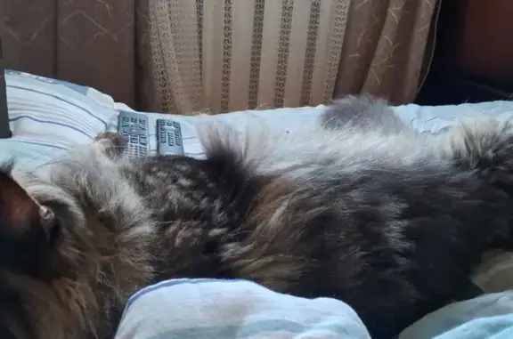 Пропала кошка, ул. Чернышевского, 8