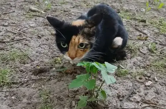 Кошка найдена: Есенина 14 к2, СПб