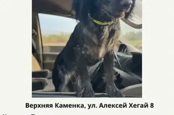 Потерянные животные Алматы, фото: Пропала собака в Алматы