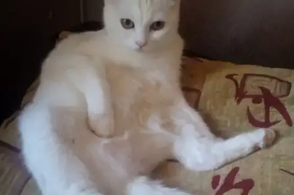 Кошки потеряшки, Сочи, фото: Потеряшка белая кошка, ул. Калинина 39