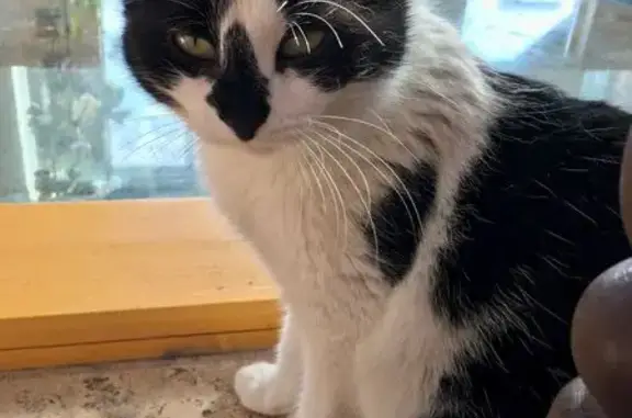 Пропала кошка, Тверь