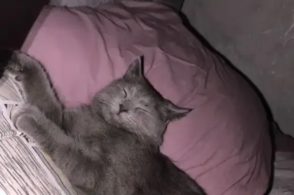 Пропала кошка, Белая Калитва, западный подъезд