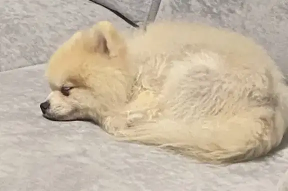 Собаки потеряшки, Чебоксары, фото: Потеряшка шпиц на ул. Богдана Хмельницкого, 35