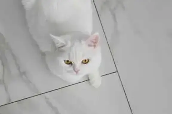 Потерянные животные Омск, фото: Пропала кошка, Масленникова 41, Омск