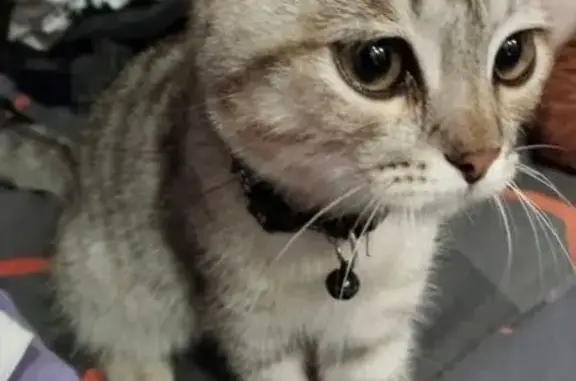 Найдена кошка, Оренбург, фото: Кошка найдена: пр. Победы 107, Оренбург