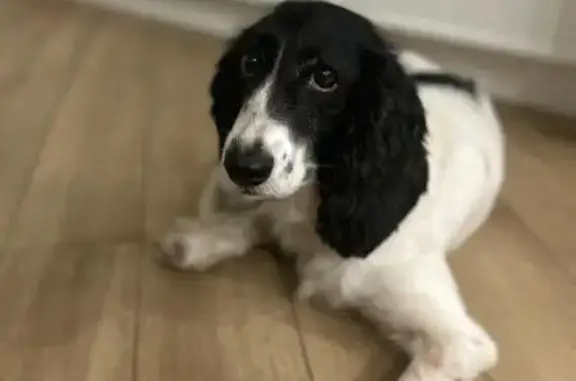 Собака найдена на Тургенева, 144/1, Краснодар