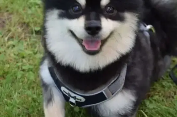 Найдена собака, Пески, фото: Найдена собака на Почтовой ул., 36, Пески