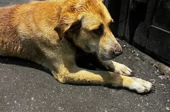 Собака найдена: Пролетарская 2, Тула