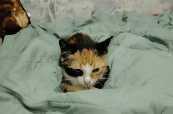 Найдена кошка, Фурманов, фото: Трёхцветная кошка найдена, Хлебникова 16
