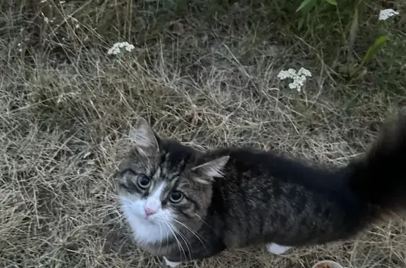 Найдена кошка, Петрозаводск, фото: Найдена кошка, ул. Петрова, 3А, Петрозаводск