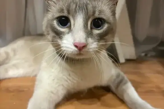 Найдена кошка, , фото: Кошка найдена: ул. Родины, Тольятти