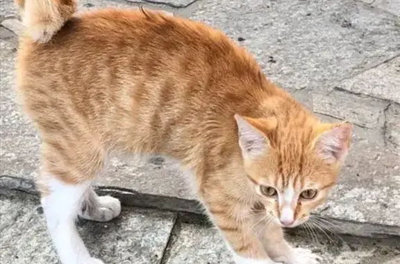 Найдена кошка, Курган, фото: Найдена кошка, Курганская ул., Курган