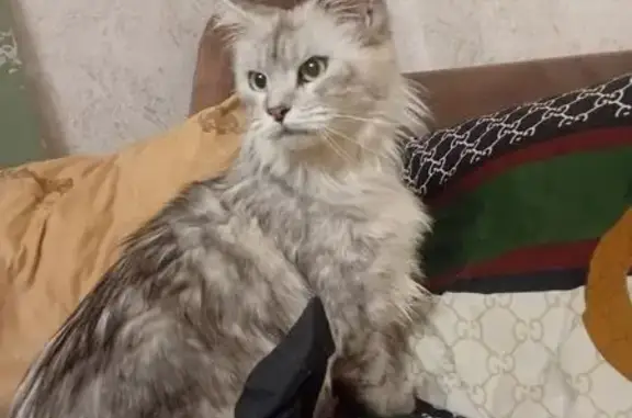 Кошки потеряшки, Кострома, фото: Потеряшка кошка, Центральная 10, Кострома