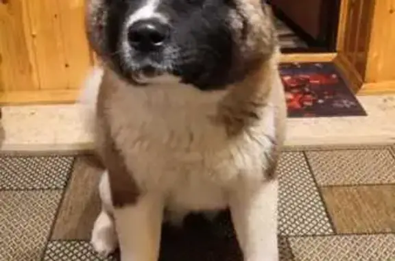 Собаки потеряшки, Чепелёво, фото: Потеряшка собака Маля, Чепелёво, Трусиха 86