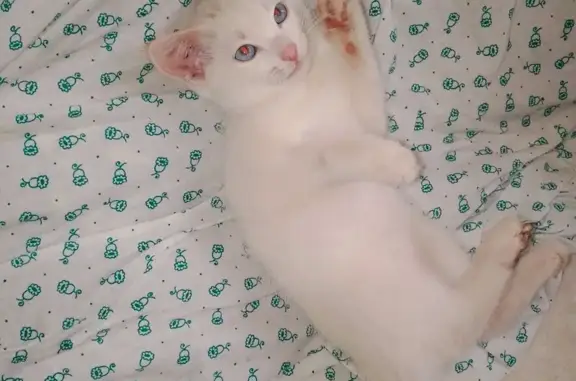 Пропал котенок на Киевской, 57, Н. Тагил