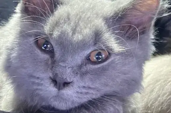 Кошки потеряшки, Вологодская область, фото: Потеряшка кошка, Вологда, Вологодская обл.