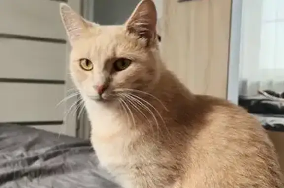 Кошки потеряшки, Загарское, фото: Потеряшка кошка, д. Пашичи, Кировская обл.