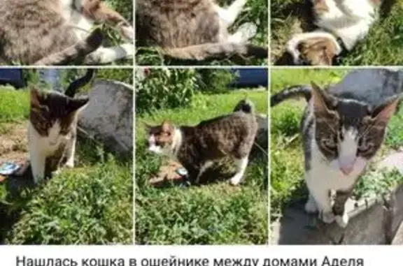 Кошка найдена: ул. Аделя Кутуя, Казань