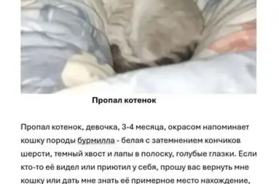 Пропала кошка, Ступино