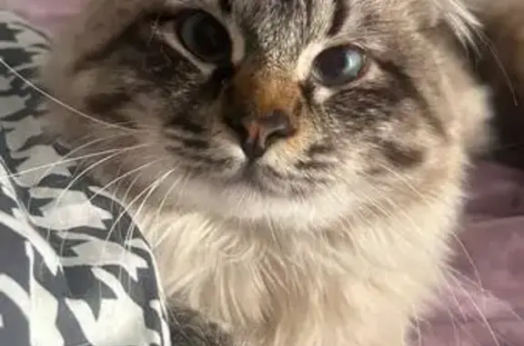 Кошки потеряшки, Московский, фото: Потеряшка кошка, Радужная ул. 9, Московский