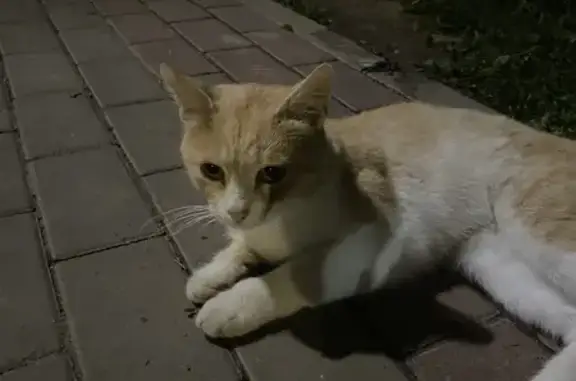 Найдена кошка, Орёл, фото: Кошка найдена на Генерала Родина, 75
