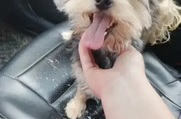 Собака найдена: д. Володьки, Узденский р-н - photo