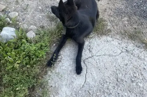Щенок найден: переулок Гагарина, Смоленщина
