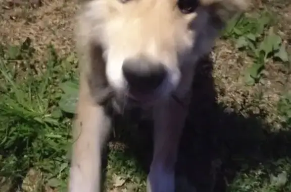 Найдена собака, Уржум, фото: Собака найдена: ул. Никитина, Уржум