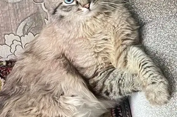 Пропала кошка, ул. Титова, 8, Новосибирск
