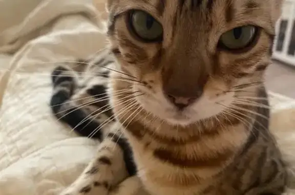 Кошки потеряшки, Грановщина, фото: Потеряшка бенгальская кошка, Шишкова 40