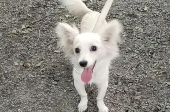 Найдена собака, Белогорск, фото: Щенок найден: ул. Кирова, 66, Белогорск