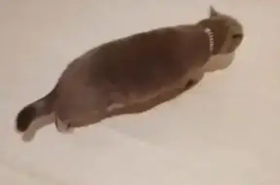 Кошка найдена на Военной улице, Екатеринбург