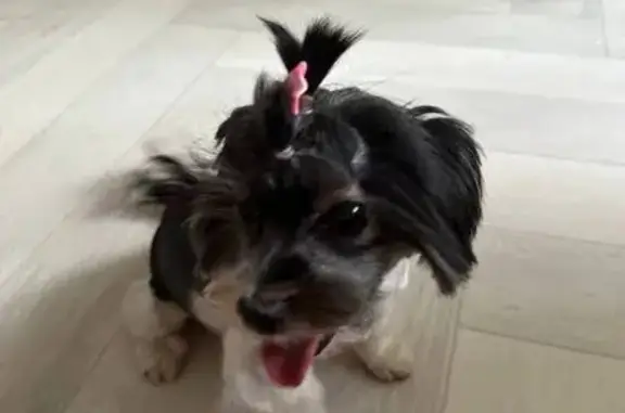 Собаки потеряшки, Чита, фото: Потеряшка собака, ул. Бабушкина, 147, Чита