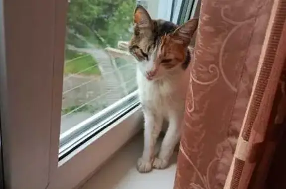 Найдена кошка, Владивосток, фото: Найдена кошка, Русская ул. 59/2, Владивосток