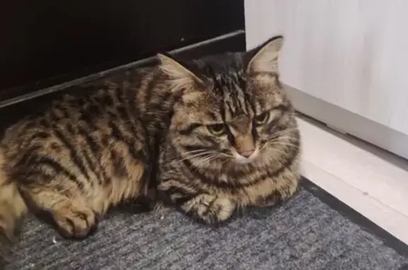 Найдена кошка, Тында, фото: Кошка найдена: Красная Пресня, 17, Тында