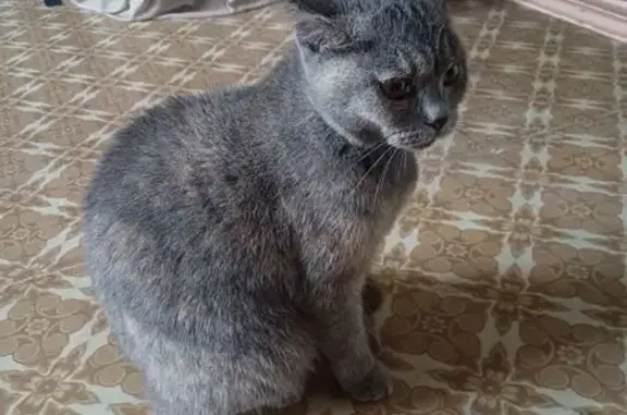 Найдена кошка, Красноярск, фото: Кошка найдена, ул. Котовского, Красноярск