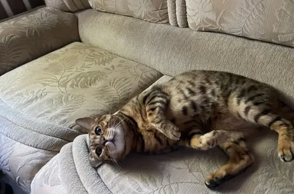 Найдена кошка, Югорск, фото: Кошка найдена: ул. Ленина, Югорск