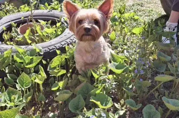 Собаки потеряшки, , фото: Потеряшка собака, Орловское с/п «Вятка»