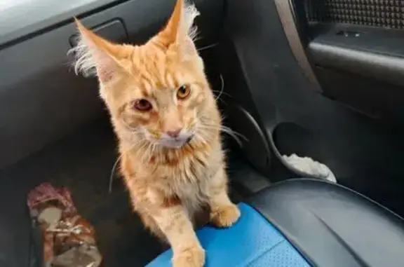 Пропал кот, Подъездная дорога, 3