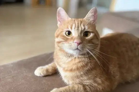 Кошки потеряшки, Хабаровск, фото: Потеряшка рыжая кошка, Призывной пер., 13