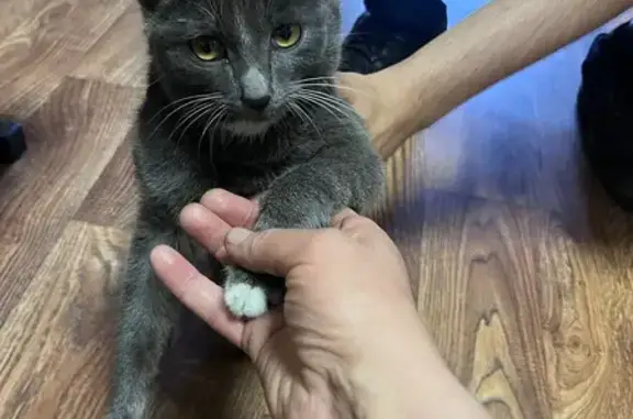 Найдена кошка, Атамановка, фото: Найдена кошка на ул. Матюгина, Атамановка