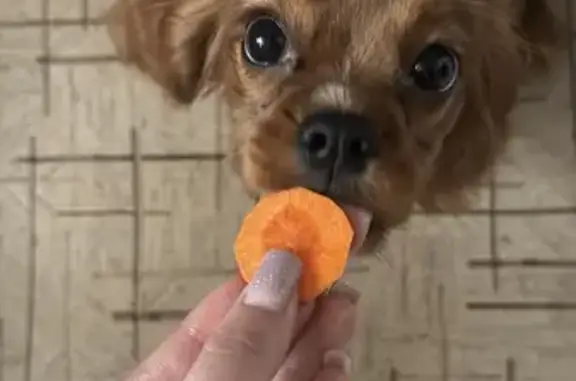 Собаки потеряшки, Саратовская область, фото: Потеряшка пёс Каспер, Пудовкино, Саратовская обл.