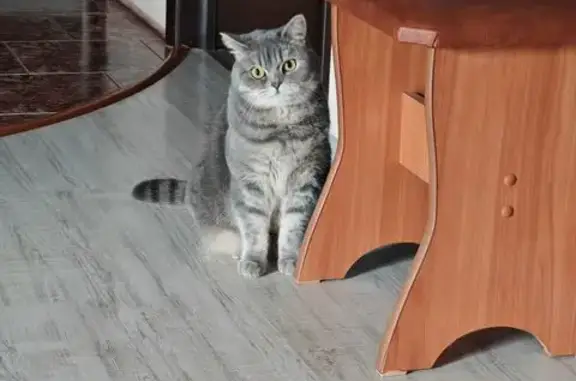 Пропала кошка на Силикатной, 28, Иваново