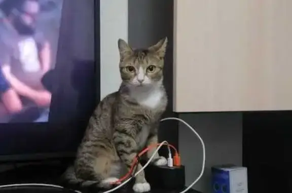 Пропала кошка, 1-й проезд 28, Омск