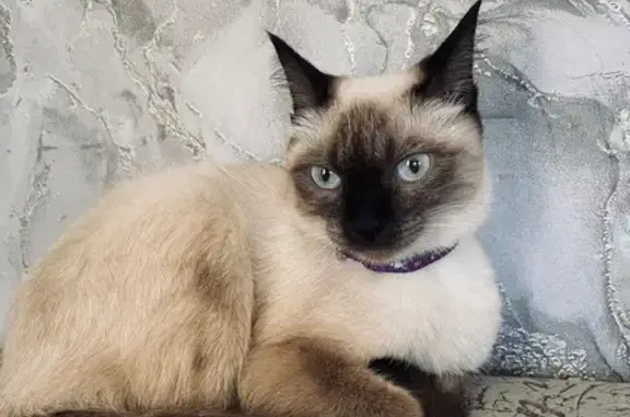 Кошки потеряшки, Петровск-Забайкальский, фото: Потеряшка сиамская кошка, Ломоносова 85