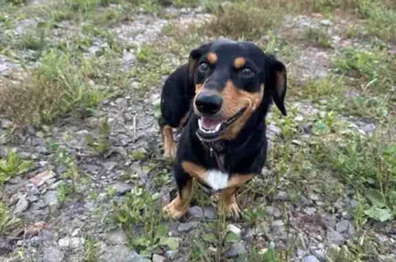 Найденные животные Воронинское, фото: Собака найдена: Копыловское с/п, Томск