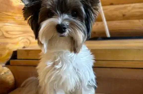 Собаки потеряшки, Киров, фото: Потеряшка собака, Мостовицкая 3, Киров