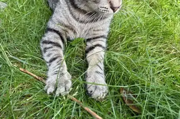 Найдена кошка, Санкт-Петербург, фото: Котенок найден на Карпинского, 34 к3